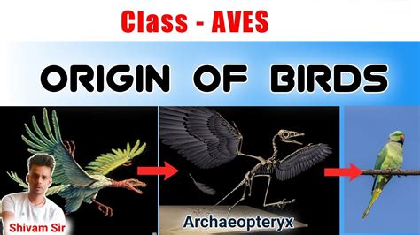 Origins and Etymology of Bird Terms