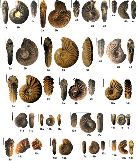 Origins and Evolution of Ammonites