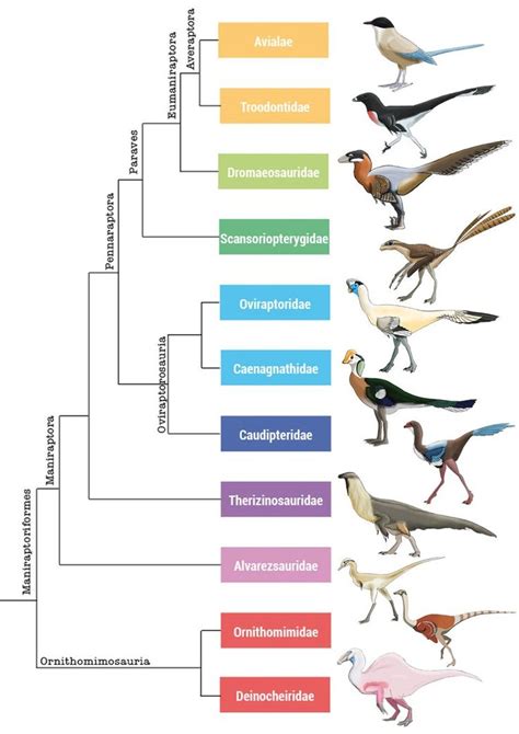 Origins and Evolution of Maniraptora