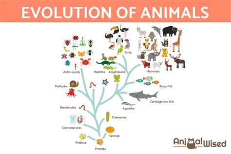 Origins and Evolution of Rudy