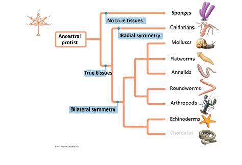 Origins and Hierarchy