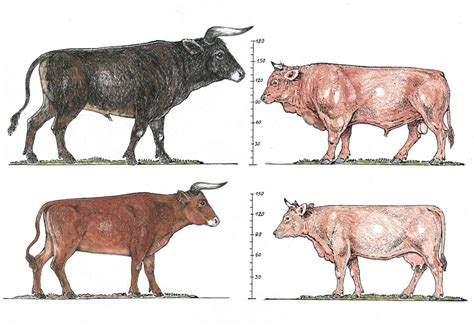 Origins and History: The Legacy of Tauros Cattle