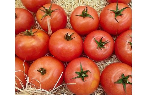 Origins and History of Jersey Tomatoes