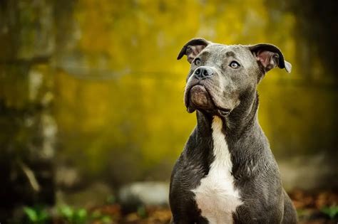 Origins and History of the Blue Nose Pitbull