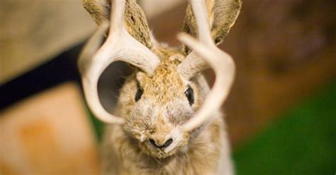 Origins and History of the Jackalope