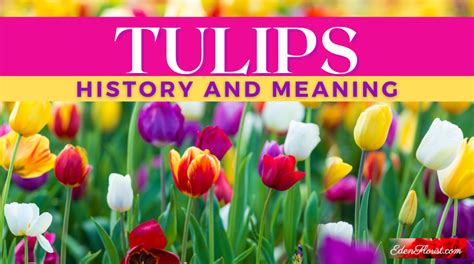 Origins and History of the Tulip Violet Society