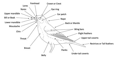 Origins of Bird Terms