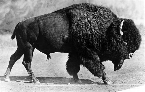 Origins of Black Buffalo