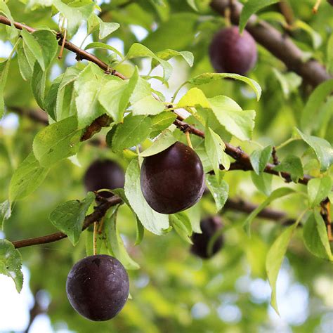 Origins of Burgundy Plum