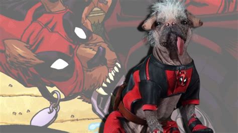 Origins of Dog Deadpool