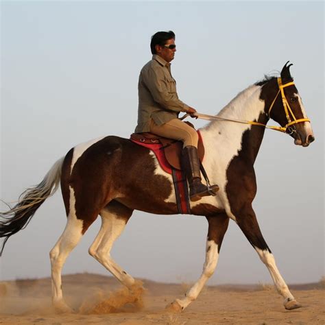 Origins of Horse Riding in India