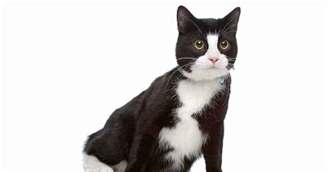 Origins of Tuxedo Cat Names