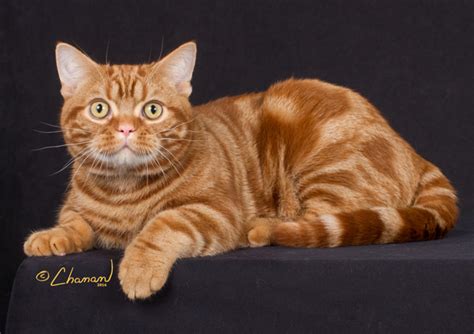 Origins of the Orange American Shorthair