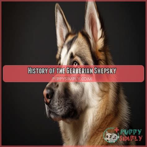 Origins of the Shepsky