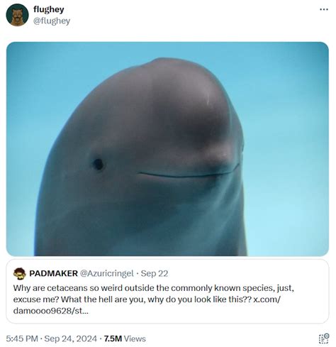 Origins of the Smiling Dolphin Meme