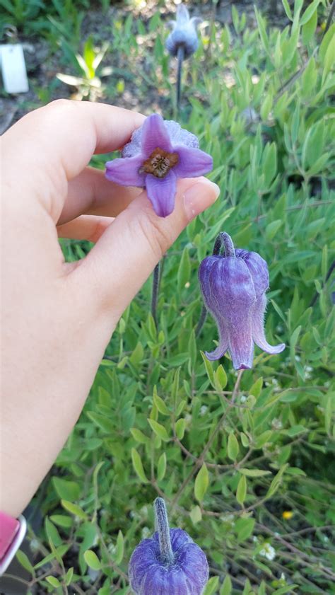 Origins of the Upside Down Flower