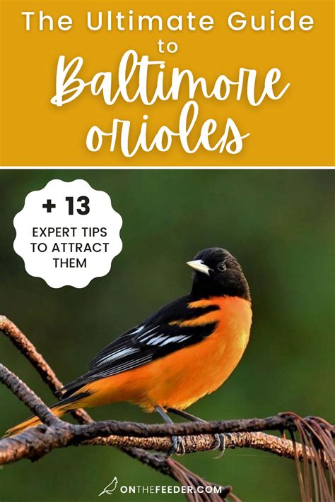 Orioles Merchandise: Your Ultimate Guide to Cheer for the Birds