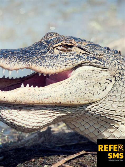 Orlando Escort Alligator: A Detailed Guide to Encountering These Majestic Reptiles Responsibly