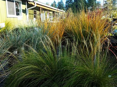 Ornamental Grass Fertilizers: The Ultimate Guide to Beautifying Your Turf