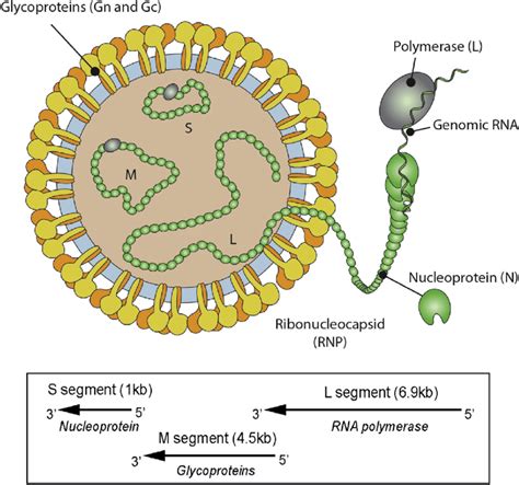 Oropouche virus