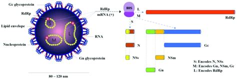 Oropouche virus (OROV)