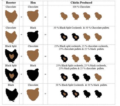 Orpington Color Chart