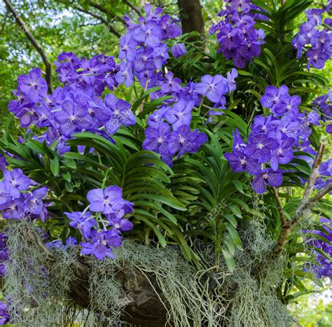 Orquídea Vanda: O Glamour das Folhas Azuis e das Flores Exóticas