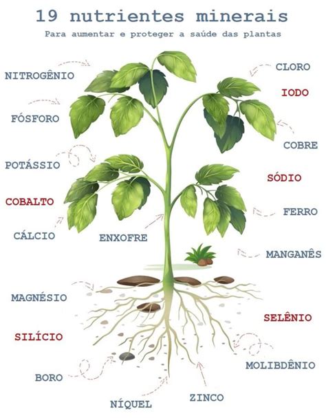 Os Componentes Essenciais