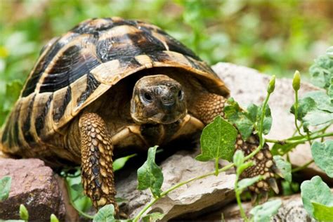 Os Potros: Guia Abrangente sobre Esses Animais Fascinantes