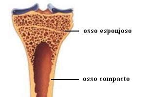 Os benefícios dos ossos vermelhos