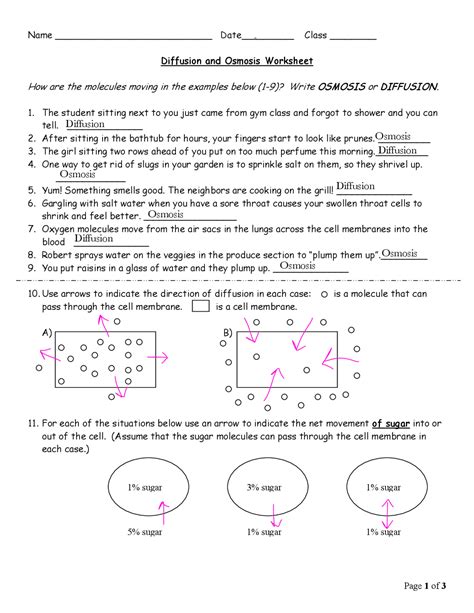 Osmosis And Diffusion Worksheet With Answers PDF