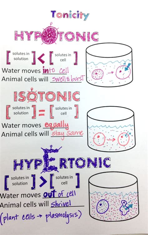 Osmosis And Tonicity Answer Key Doc