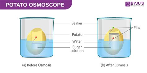 Osmosis Potato Experiment Sucrose Solution Results Kindle Editon