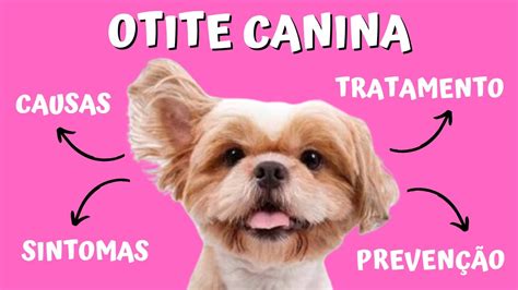 Otite canina: Remédios e dicas para tratar e prevenir a infecção