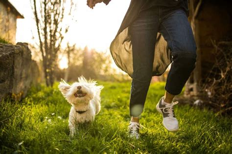 Our Mission: Advancing the Health and Happiness of Pets