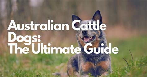 Outfitting Your Cattle Dog: The Ultimate Guide to Woof-Worthy Costumes