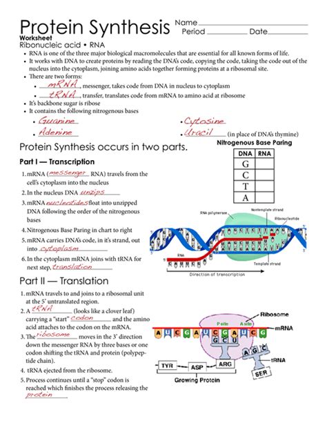 Outlining The Steps In Protein Synthesis Worksheet Answers Doc