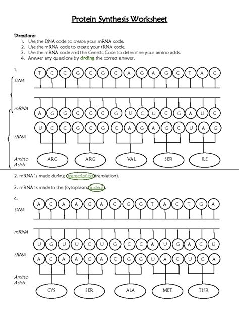 Outlining The Steps In Protein Synthesis Worksheet Answers Doc