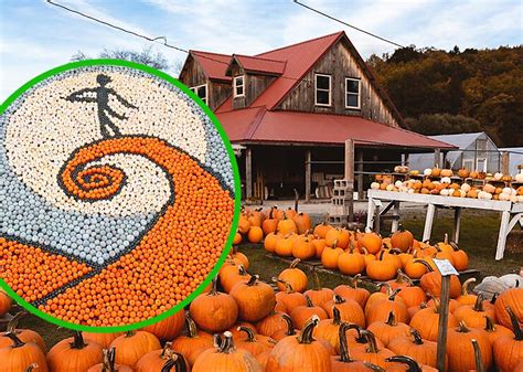 Over 10,000 Pumpkins: