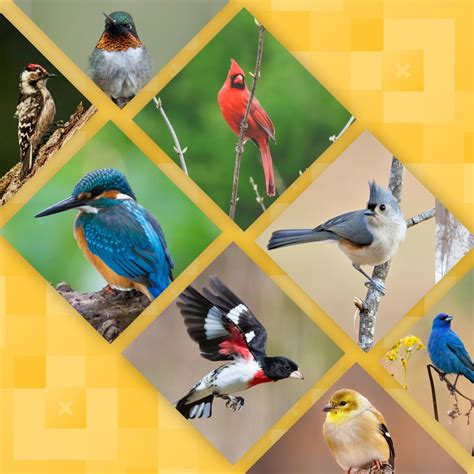 Over 200 bird species: