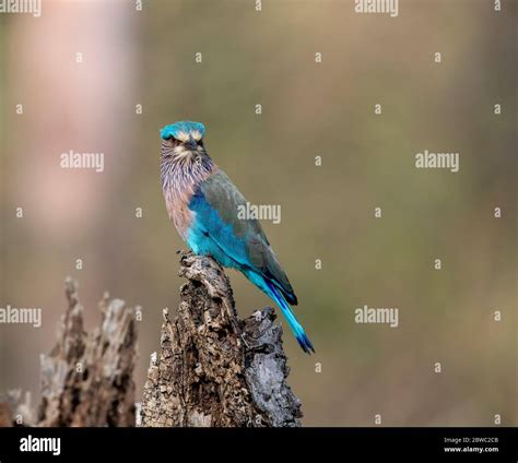 Over 200 species of birds