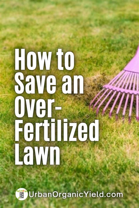 Over Fertilized Yard: 10,000+ Must-Know Fixes