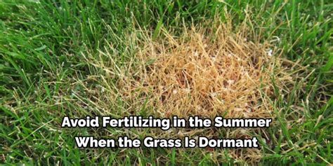 Over Fertilized Yard: 5,000+ Tips, Tricks, and DIY Remedies