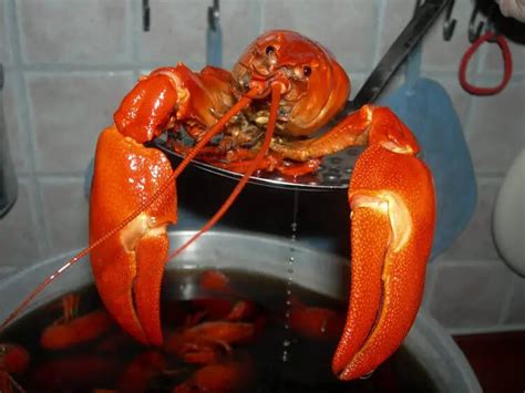 Overcooked Lobster: