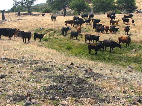 Overgrazing: