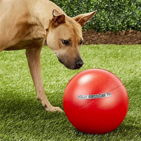 Oversized Dog Ball: The Ultimate Guide to Softball-Sized Playtime