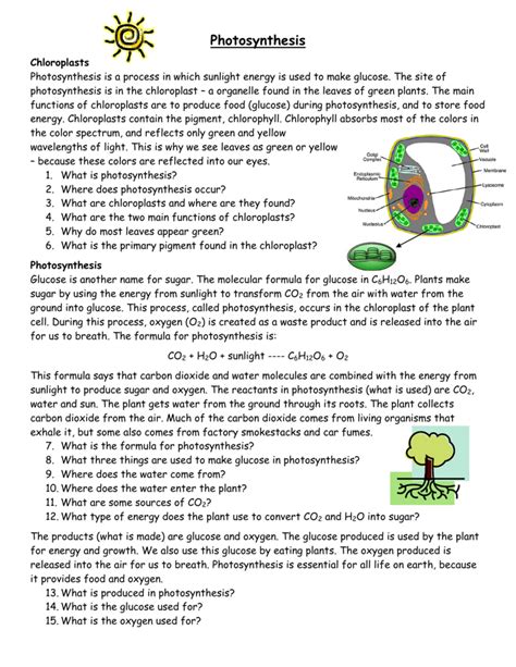 Overview Of Photosynthesis Review Worksheet Answer Key PDF