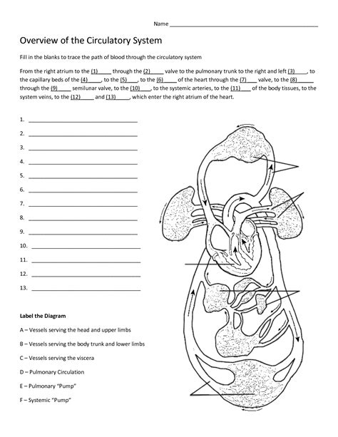 Overview Of The Circulatory System Answer Key Kindle Editon