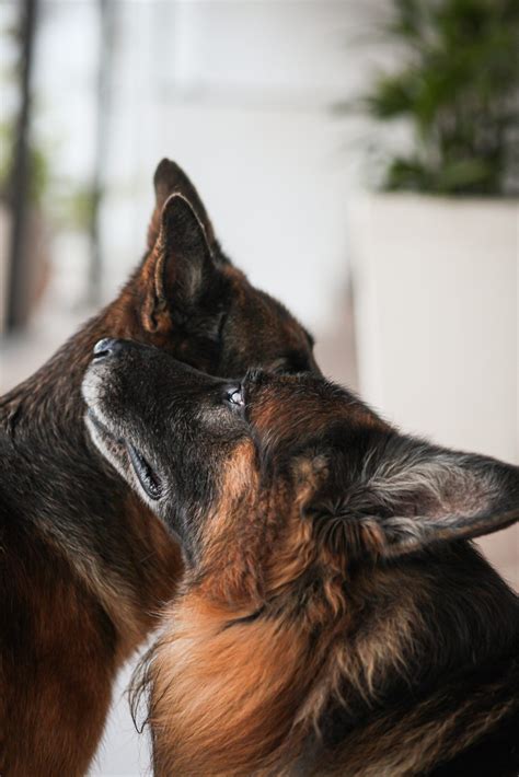 Overview of German Shepherds