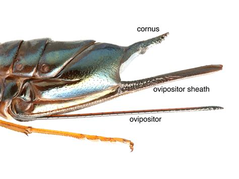 Ovipositor: